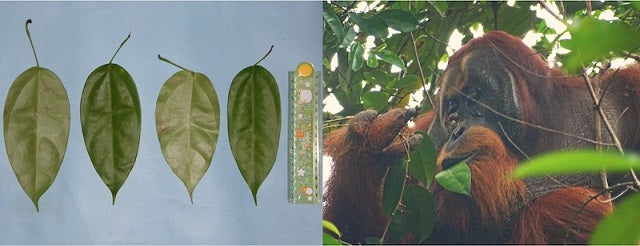 Yaralı Bir Orangutanın Şifalı Bitkiyi İlaç Olarak Kullandığı Görüldü