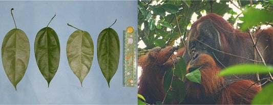 Yaralı Bir Orangutanın Şifalı Bitkiyi İlaç Olarak Kullandığı Görüldü