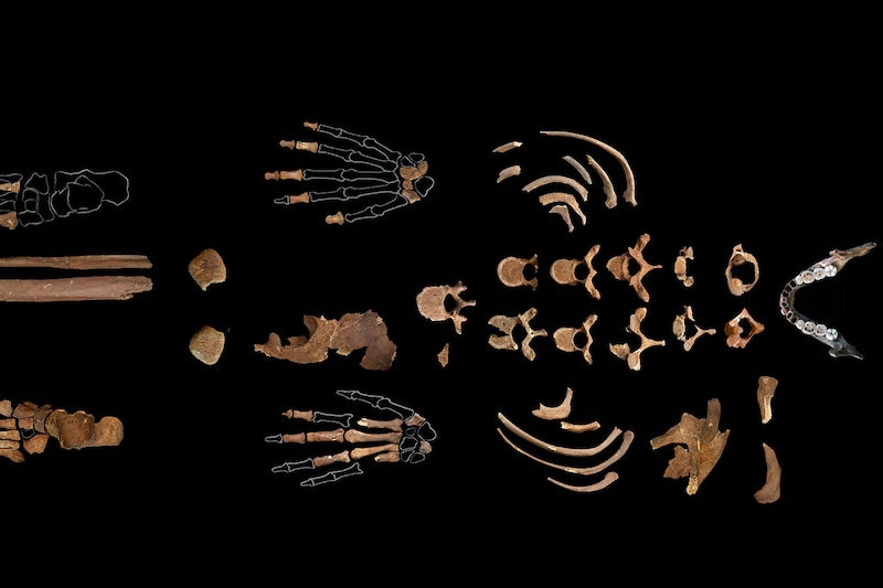 Tortulardaki DNA, Kırmızılı Kadın’ın Öncüllerini Ortaya Çıkarıyor.