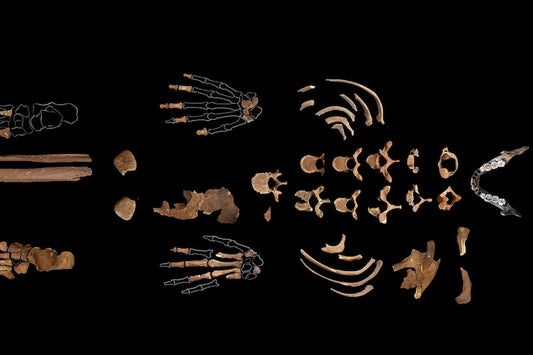 Tortulardaki DNA, Kırmızılı Kadın’ın Öncüllerini Ortaya Çıkarıyor.