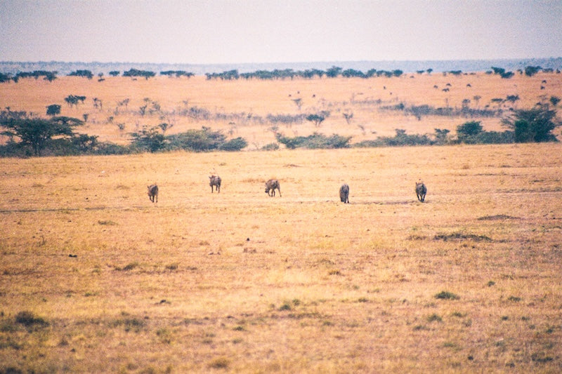 DNA’nın Afrika’da 50.000 Yıla Kadar Korunabildiği Kanıtlandı