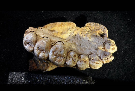 Asya’daki Homo Sapiens İskânı Karmaşık Bir Süreçti