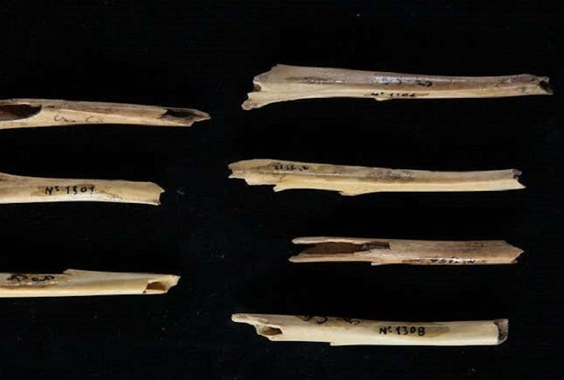 Neandertaller Tavşanların Derisini Yüzüyordu