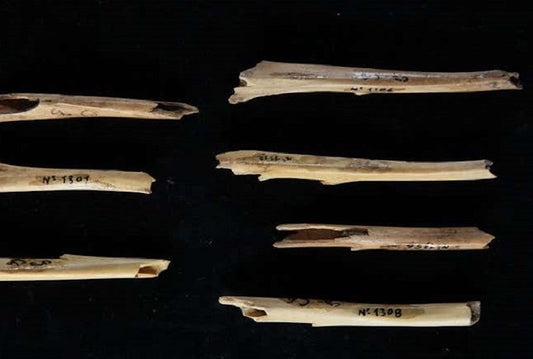 Neandertaller Tavşanların Derisini Yüzüyordu