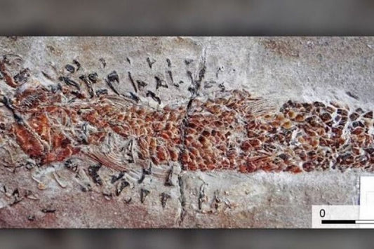 200 Milyon Yıllık ‘Mürekkep Balığı’ Saldırısının İzleri