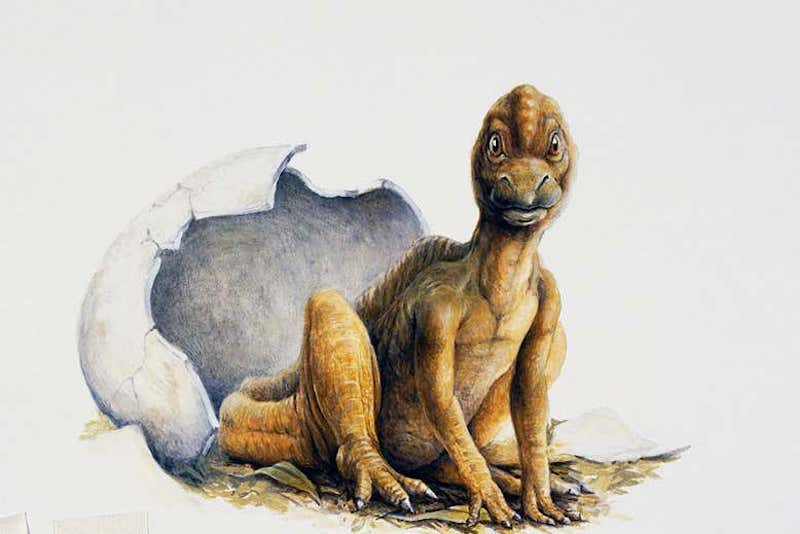 Yumurta Kabuğu, Dinozorların Sıcakkanlı Olduğunu Gösteriyor