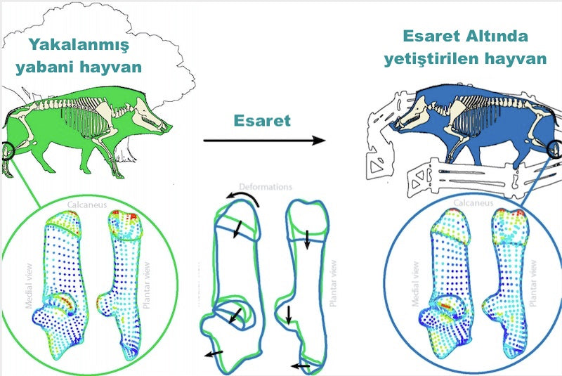 Yaban Domuzları İlk Evcilleştirmeye Dair İpuçları Veriyor