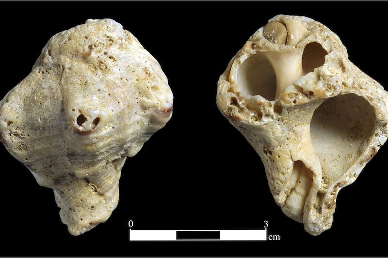 Neandertaller Ein Qashish Mağarasını Tekrar Tekrar Kullanmış