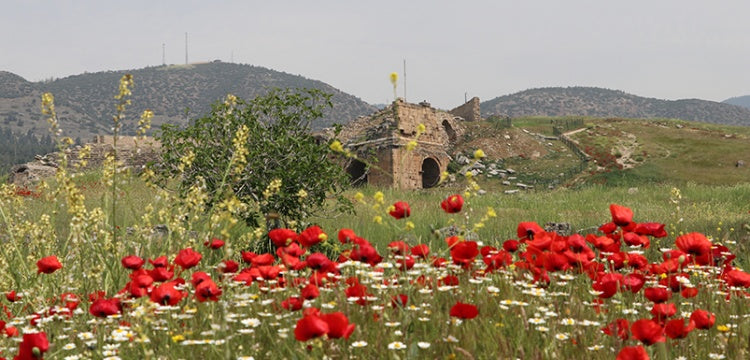 Hierapolis Antik Kenti gelincik tarlasına döndü