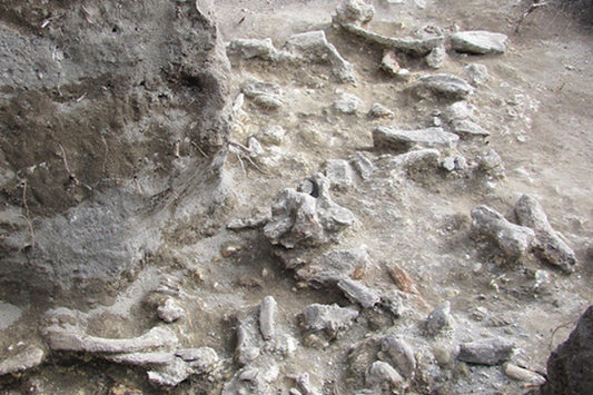 Toplu Ölümler, Homo erectus’un Sonuna İşaret Ediyor