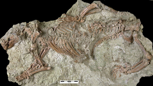 Son Dinozorlar Arasında Yaşayan ‘Çılgın Canavar’ Bulundu