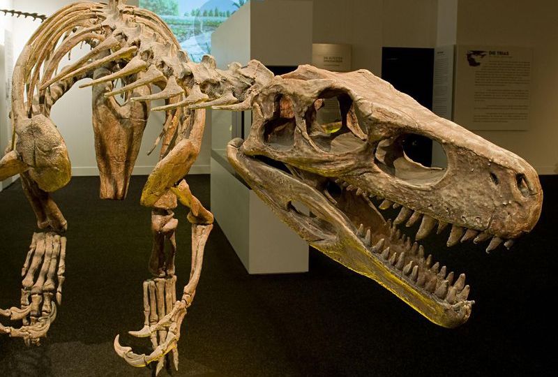 Etçil Dinozorların Evrimi Sanılandan Daha Karmaşıktı