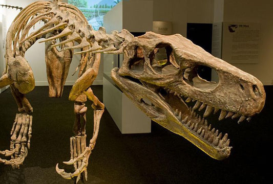 Etçil Dinozorların Evrimi Sanılandan Daha Karmaşıktı