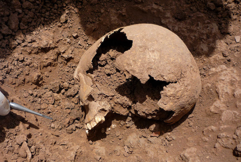 And Dağları Genomları, Popülasyonların Sürekliliğini Gösteriyor