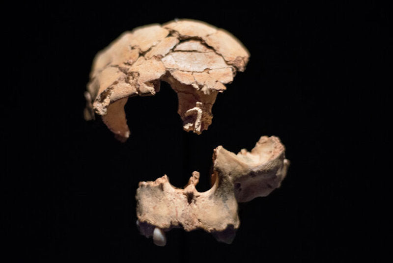 Homo antecessor, Biz ve Neandertallerle Uzaktan İlişkili Çıktı