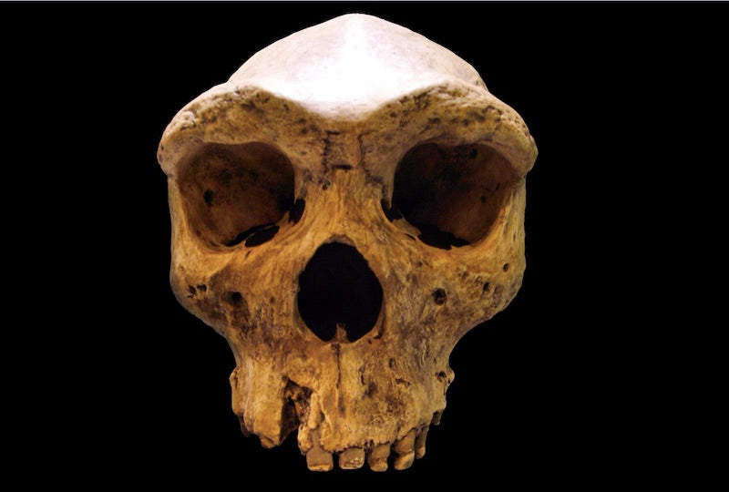 Neandertallerle Ortak Atamızın Nasıl Göründüğünü Bilebiliriz