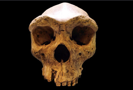 Neandertallerle Ortak Atamızın Nasıl Göründüğünü Bilebiliriz