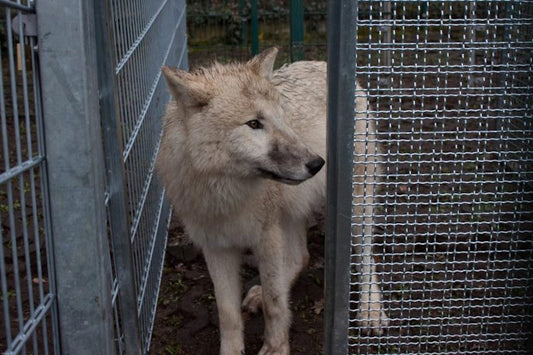 Köpekler ve Kurtlar İşbirliği Yapmakta Aynı Oranda Başarılı