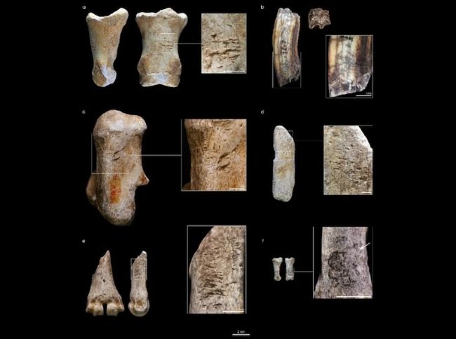 Neandertaller Gergedan ve At Kemiğinden Alet Yapıyordu