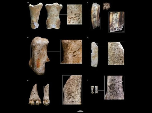 Neandertaller Gergedan ve At Kemiğinden Alet Yapıyordu