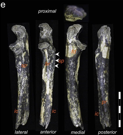 Australopithecus Afarensis Sanılandan Daha Geniş Bir Bölgede Yaşıyordu