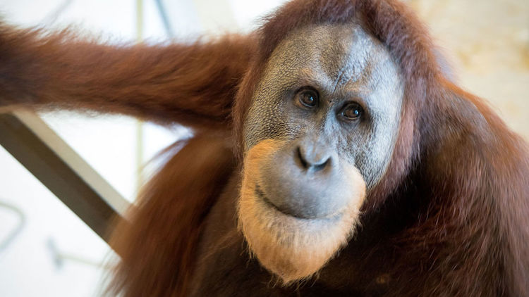 Orangutanın Taklit Yeteneği İnsan Konuşmasının Kökenini Aydınlatabilir