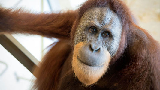 Orangutanın Taklit Yeteneği İnsan Konuşmasının Kökenini Aydınlatabilir