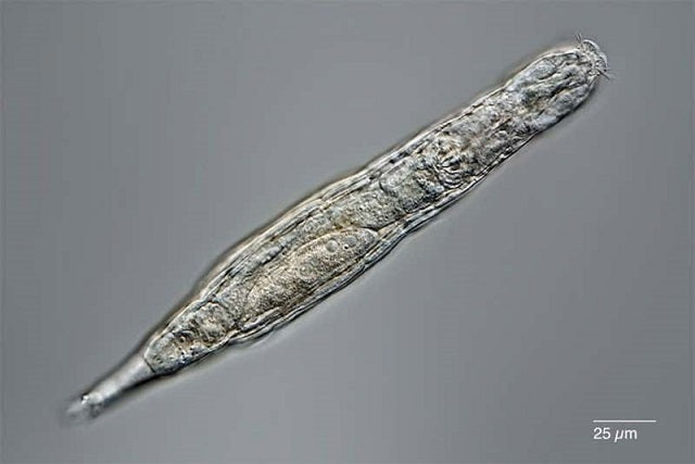 Sibirya’da 24.000 Yıllık Çok Hücreli Canlı Hayata Geri Döndü