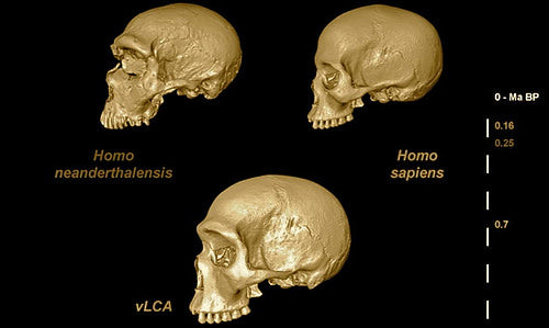 Neandertal ve İnsanın Son Ortak Atası Sanal Olarak Canlandırıldı
