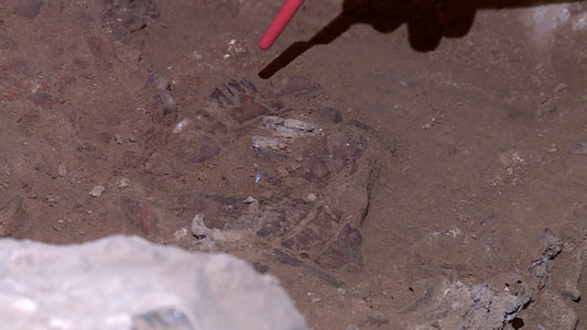 Şanidar Mağarası’nda Yeni Neandertal Bireyler Bulundu