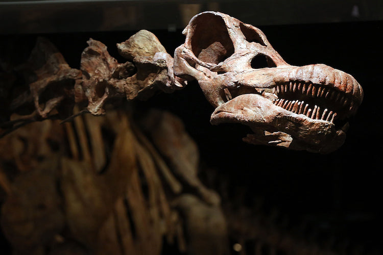 Bilinen En Büyük Dinozor Yedi Fil Uzunluğundaydı