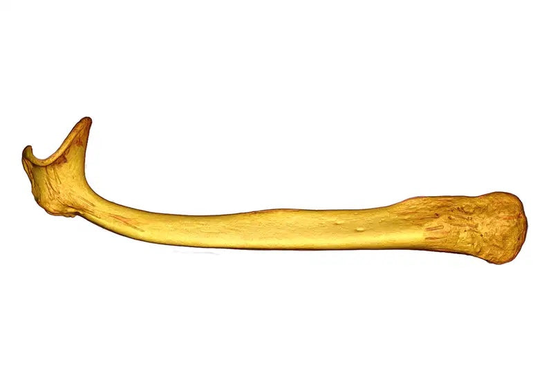 Garip Şekilli Penis Kemikleri Rakip Spermleri Çıkarıyor Olabilir