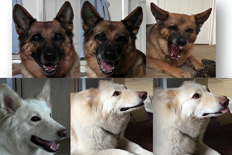 Seçici Yetiştiricilik, Kurtlara Kıyasla Köpeklerde İletişimi Kısıtlıyor