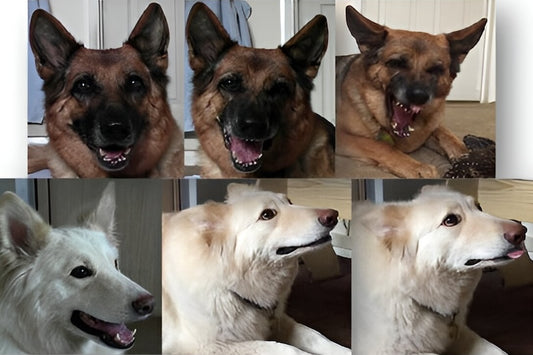 Seçici Yetiştiricilik, Kurtlara Kıyasla Köpeklerde İletişimi Kısıtlıyor