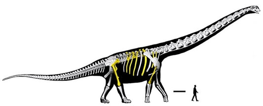 Güneydoğu Asya’nın En Büyük Dinozoru Keşfedildi