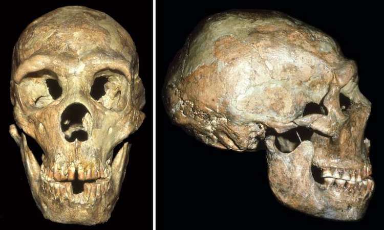 Yaşlı Neandertal, Arkadaşlarının Yardımı Sayesinde Hayatta Kalabildi
