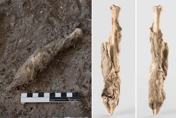 İran’da Bulunan 1.600 Yıllık Koyun Mumyasının DNA’sı Dizilendi