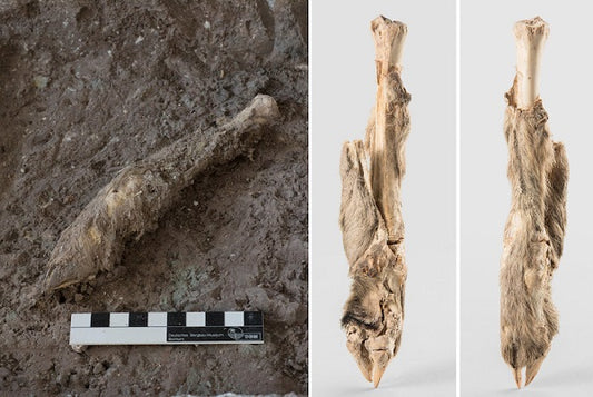 İran’da Bulunan 1.600 Yıllık Koyun Mumyasının DNA’sı Dizilendi