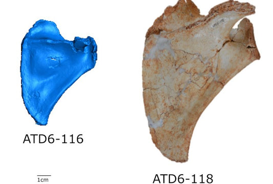 Homo antecessor’un Omuz Gelişimi, Homo Sapiens İle Benzerdi