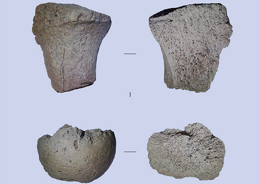 Sibirya’da 30.000 Yıllık Homo sapiens Kemikleri Bulundu