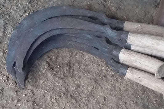 Çin’de 13. Yüzyılda Bir Cinayet Sineklerle Çözülmüş