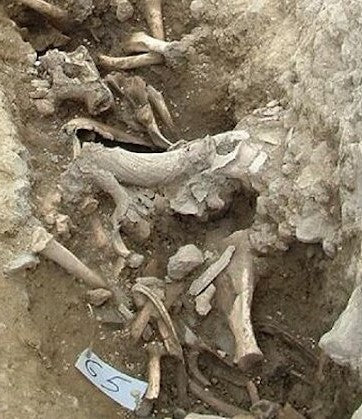 İrlanda’daki Neolitik Sığır Kalıntıları, Şölenlere İşaret Ediyor