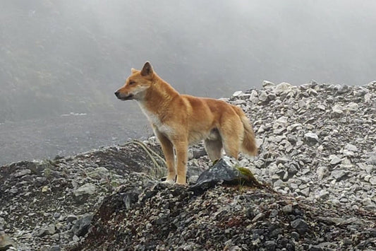 Eski Köpek Türünün Keşfi, İnsanların Ses Edinimini Aydınlatabilir