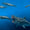 Megalodon, Katil Balina Boyundaki Avları Yiyebiliyordu