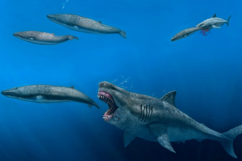 Megalodon, Katil Balina Boyundaki Avları Yiyebiliyordu