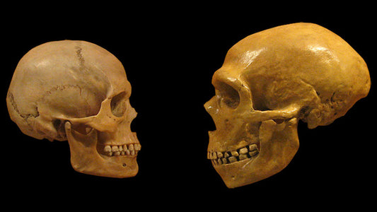 Şizofreni İnsanlar Neandertallerden Ayrıldığında Ortaya Çıktı