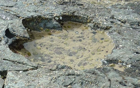 İskoçya Adasında Etobur Dinozor Ayak İzi Bulundu