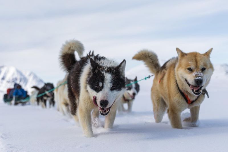 İnsanlar ve Köpekler 10.000 Yıldır Birlikte Kızak Yapıyor