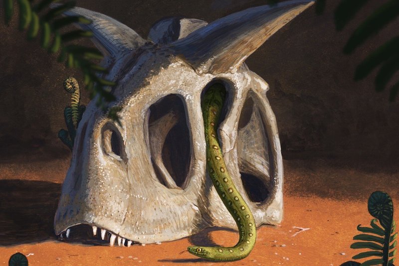 Dinozorları Yok Eden Asteroit, Modern Yılanlara Hayat Vermiş