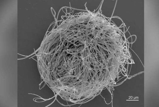 Kehribar İçinde 100 Milyon Yıllık Dev Sperm Bulundu